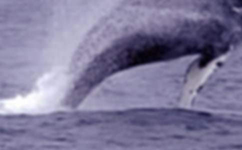 �а�̰������L�~�Ĵ�ԡ��