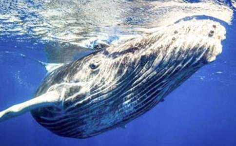 鯨魚作文400字六篇