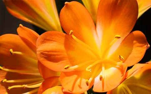 美麗的君子蘭作文通用9篇