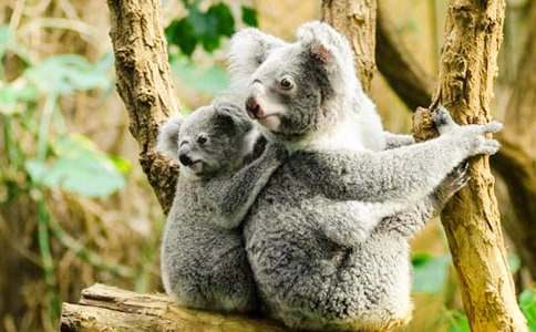 企鵝和考拉的故事