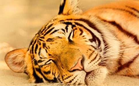 ���x�ϻ�ͯԒ����300�ְ�ƪ