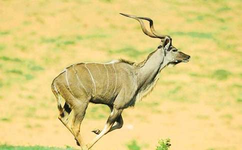 續(xù)寫羚羊木雕作文