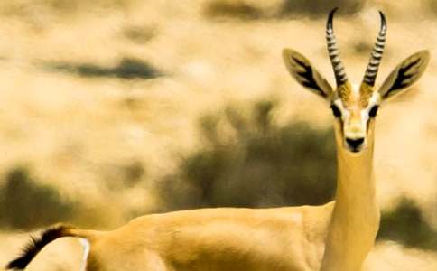 �������̎���������ģ�ͨ��25ƪ��