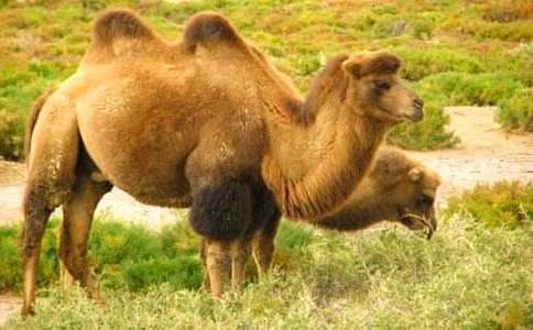 駱駝和小馬作文