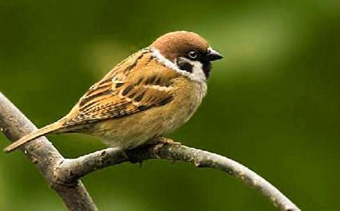 �茑��ȸ�����ģ����x86ƪ��