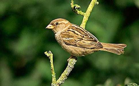 小麻雀的家敘事作文