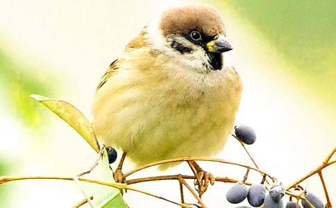 ��ȸ�����Π�������