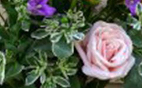 �茑õ������