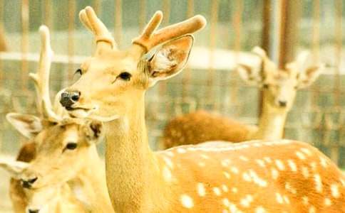 �茑÷��¹������