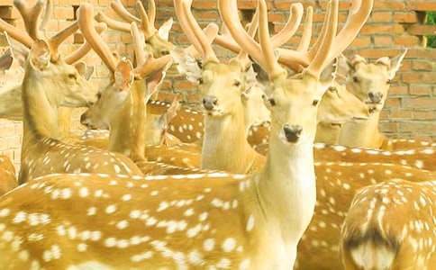 梅花鹿和小白兔作文