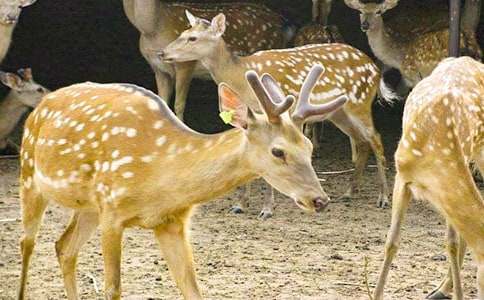 梅花鹿與金發(fā)女郎作文