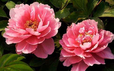 默默無聞的黑牡丹作文