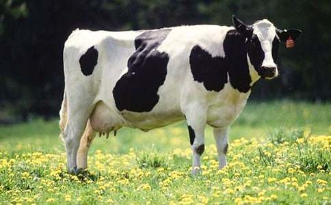 ��ţ����400��10ƪ