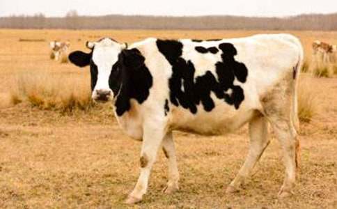 關(guān)于奶牛作文300字(通用18篇)