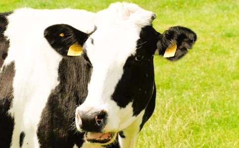 ��ţ��һ��������