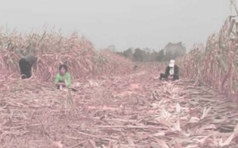 第一次干農(nóng)活的作文