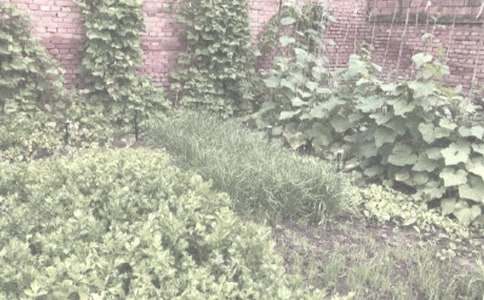 2024農(nóng)作物災情申請書(通用9篇)