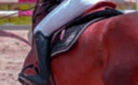 �����x���T�R�����\��8ƪ