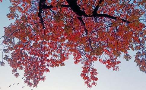 �ֵ��������~�r(sh��)900�֌�������