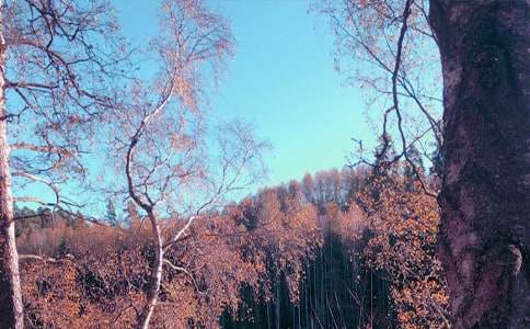 Ʒ�����յ�˽�Z����������