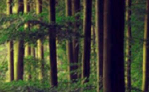 ɭ�ַ�������800�֣����x10ƪ��