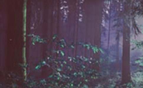 ���Cɭ��ӛ������