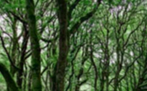 ɭ�ַ������ģ����x10ƪ��