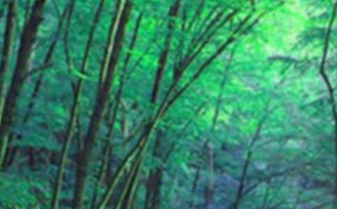 ͯԒɭ��ͯԒ����