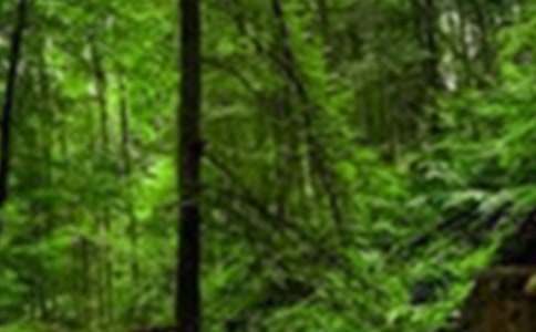 �B(y��ng)����ɭ�����ģ�ͨ��19ƪ��