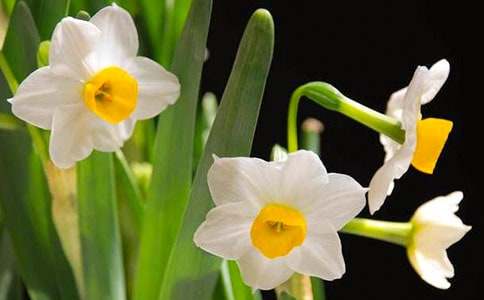 【精華】水仙作文600字6篇