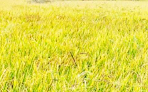 ��������Ұ��