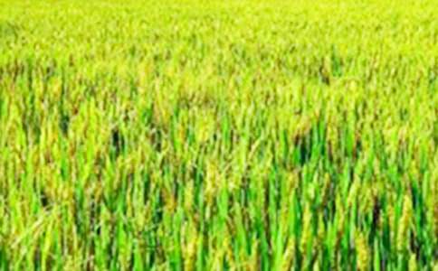 ���P(gu��n)��Ұ���ĺϼ�5ƪ