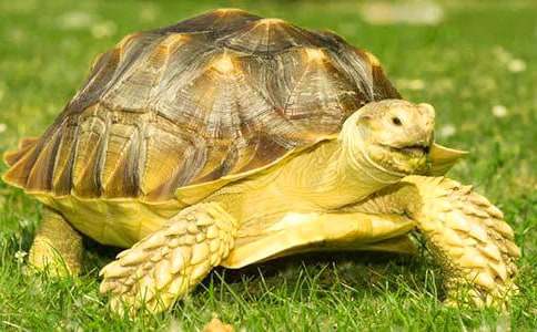 �^��С��������6ƪ