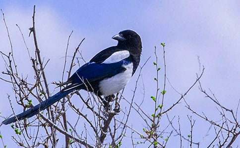 喜鵲童話作文匯編5篇