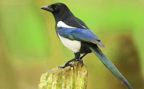 ϲ�o�������h(yu��n)�]�c���n-Ԣ�Թ���