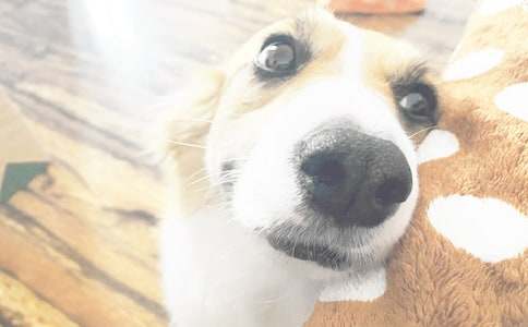 �Һ�С���Č�(du��)Ԓ����