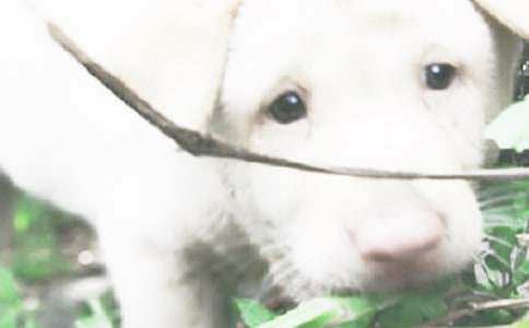 �P��С��ͯԒ����300��4ƪ