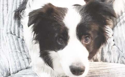 �茑����С��������600�֣�ͨ��35ƪ��