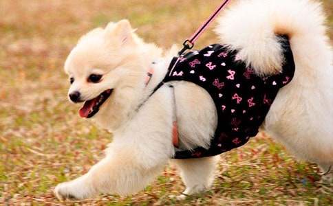 ����Ʒ��С��ͯԒ����10ƪ