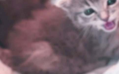 ����ϲ�g��С؈����300�֣�ͨ��51ƪ��