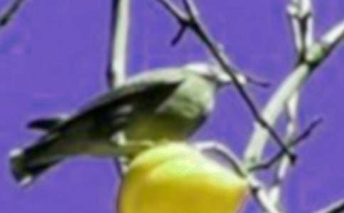 ��ŭ��С�B���ĸ���