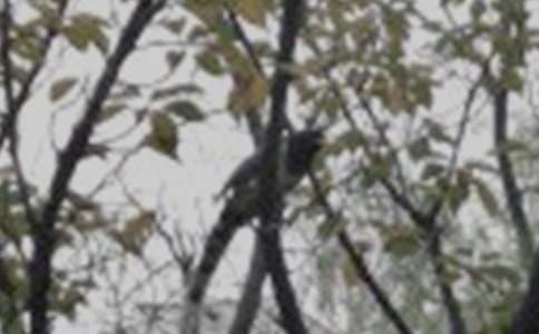 ����һֻСС�B���꼉����