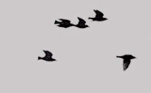 �P��С�B��ͯԒ���ĺϼ���ƪ