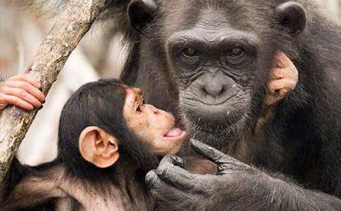 記錄片《黑猩猩》觀后感