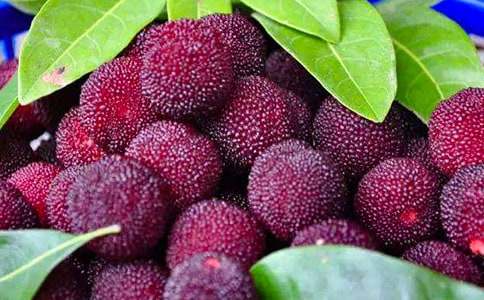 楊梅山的色彩作文