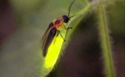 生命中的螢火蟲