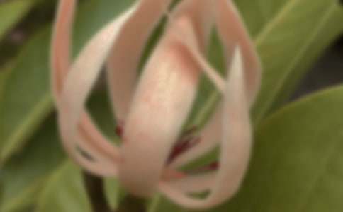 觀察玉蘭花的作文