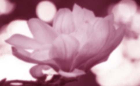 我愛(ài)玉蘭花400字作文