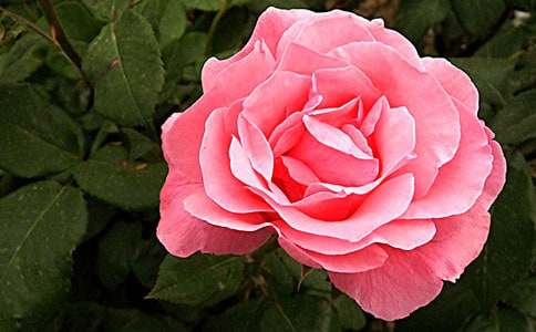 �¼�����600�ְ�ƪ