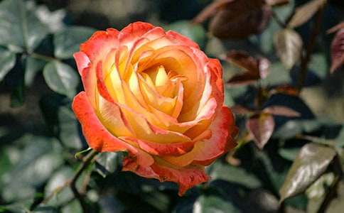 �^���¼����ČW(xu��)������